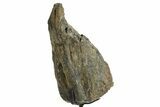 Fossil Sauropod Limb Bone Section with Metal Stand - Colorado #363639-1